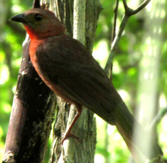 Red-throated Ant-Tanager, DRIOPHLOX FUSCICAUDA