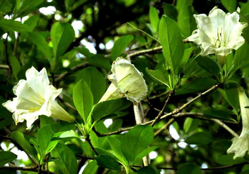 HINTONIA OCTOMERA, flowers and leaves