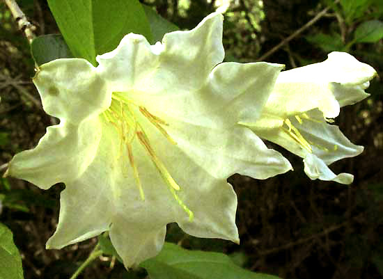 HINTONIA OCTOMERA, flower from front