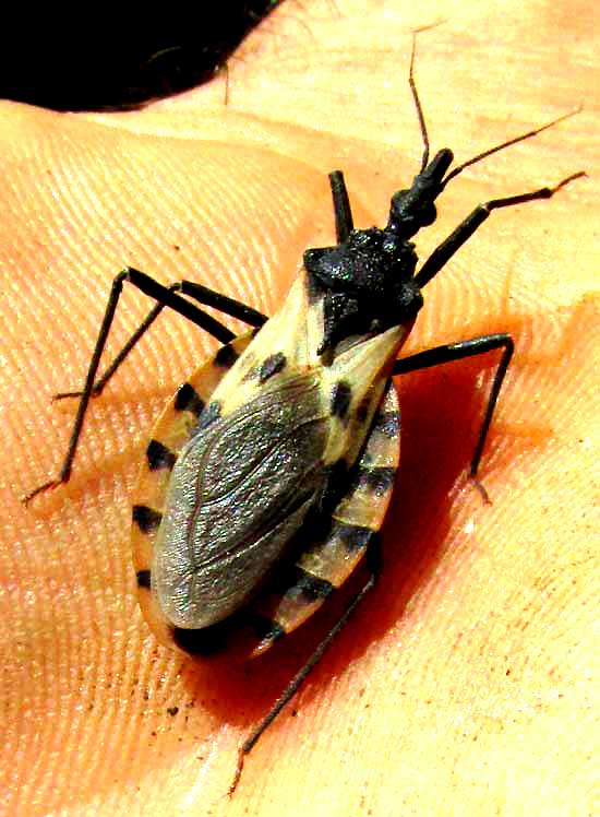 Kissing Bug, TRIATOMA DIMIDIATA