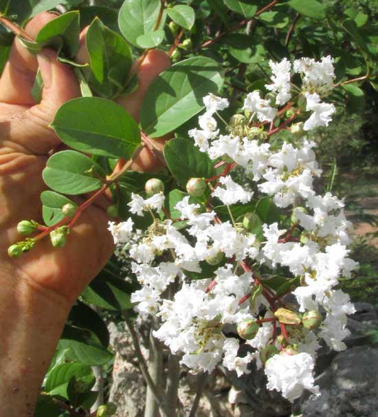 Crape-Myrtle, LAGERSTROEMIA INDICA, flowers and leaves