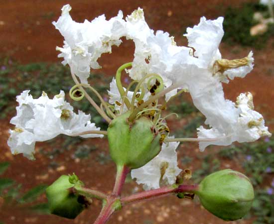 Crape-Myrtle, LAGERSTROEMIA INDICA, flower from behind