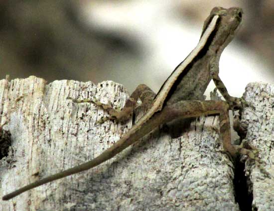 Yucatán Spiny Lizard, SCELOPORUS CHRYSOSTICTUS, back view