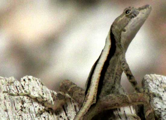 Yucatán Spiny Lizard, SCELOPORUS CHRYSOSTICTUS, front