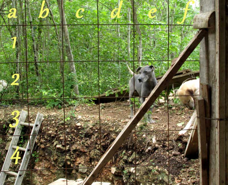 dogs and pit seen through wire grid