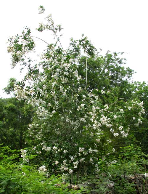 Crape-Myrtle, LAGERSTROEMIA INDICA, tree with white flowers