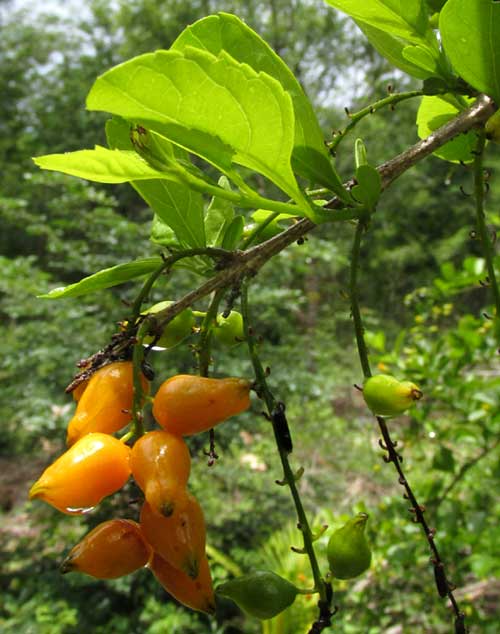 Golden Dewdrop, DURANTA ERECTA, fruits and old flower raches