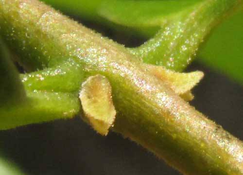 Psidium sartorianum, stem node with buds