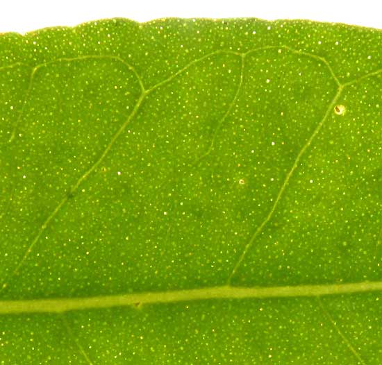 Psidium sartorianum, pellucid dots in leaf