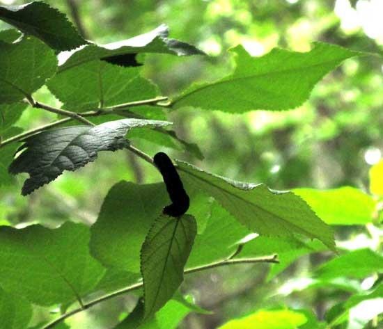 Yellowstriped Armyworm, SPODOPTERA ORNITHOGALLI, feeding in tree