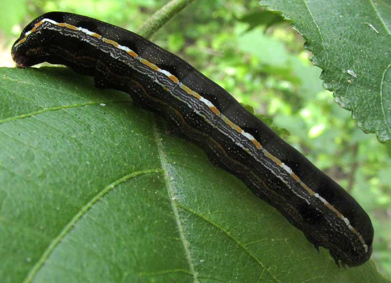 Yellowstriped Armyworm, SPODOPTERA ORNITHOGALLI