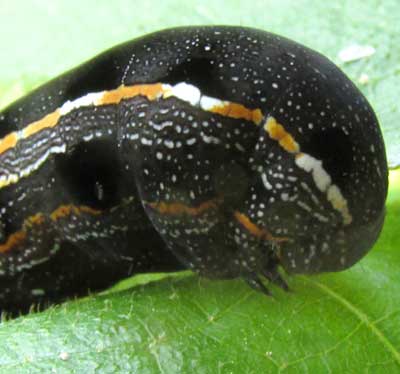 Yellowstriped Armyworm, SPODOPTERA ORNITHOGALLI, head