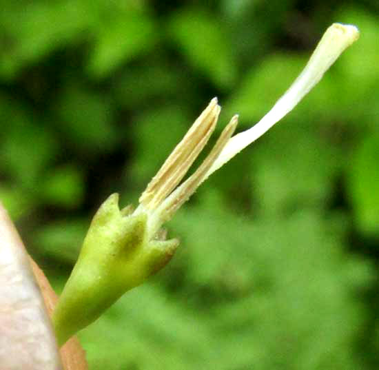 Snowberry, CHIOCOCCA ALBA, flower with corolla removed