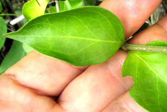 Snowberry, CHIOCOCCA ALBA, leaves