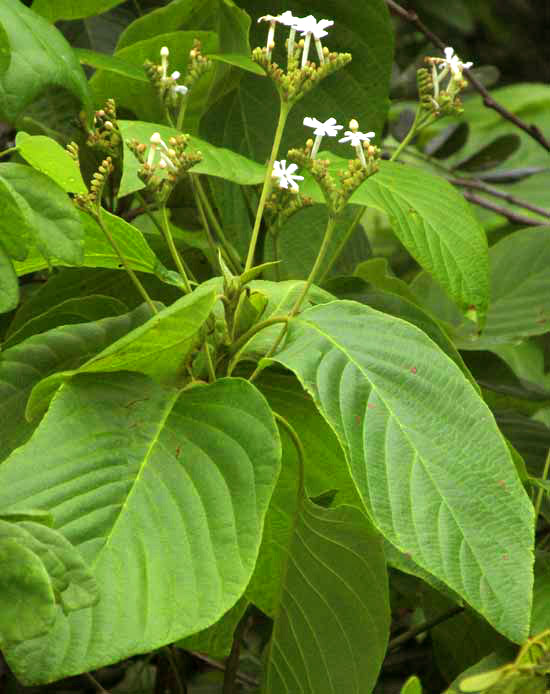 Guettarda cf. coombsii, leaves and flowers