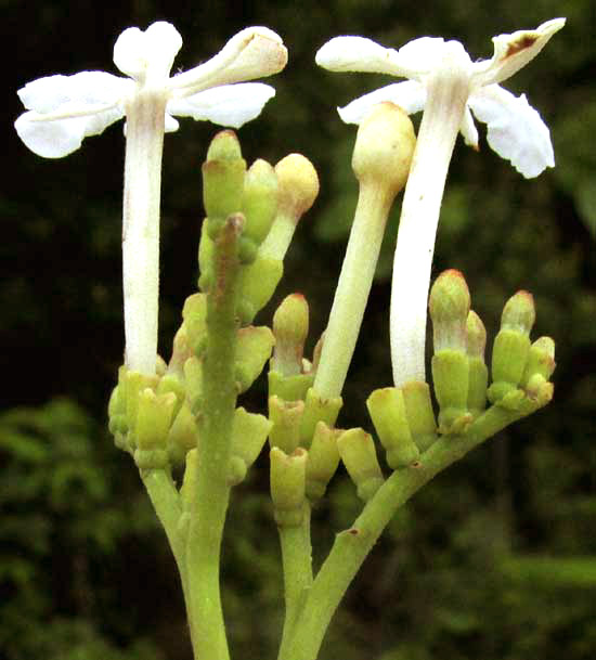 Guettarda cf. coombsii, flowers from side