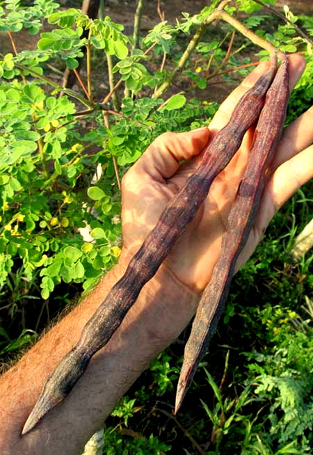 Moringa, MORINGA OLEIFERA, fruits