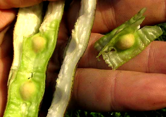 Moringa, MORINGA OLEIFERA, fruit open showing seeds