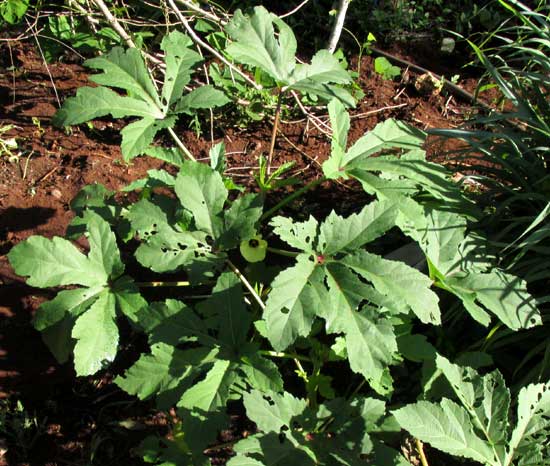 Okra, ABELMOSCHUS ESCULENTUS, plant