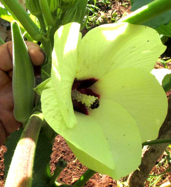 Okra, ABELMOSCHUS ESCULENTUS, flower