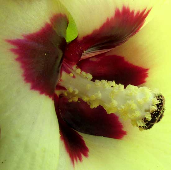 Okra, ABELMOSCHUS ESCULENTUS, staminal column