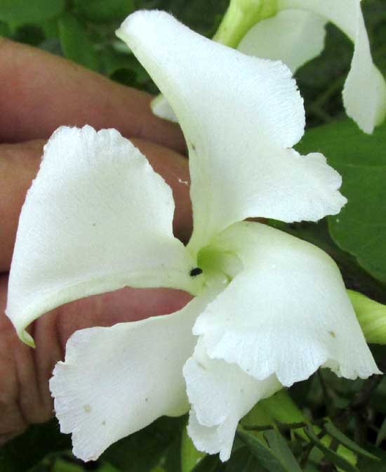 ECHITES YUCATANENSIS, flower from front