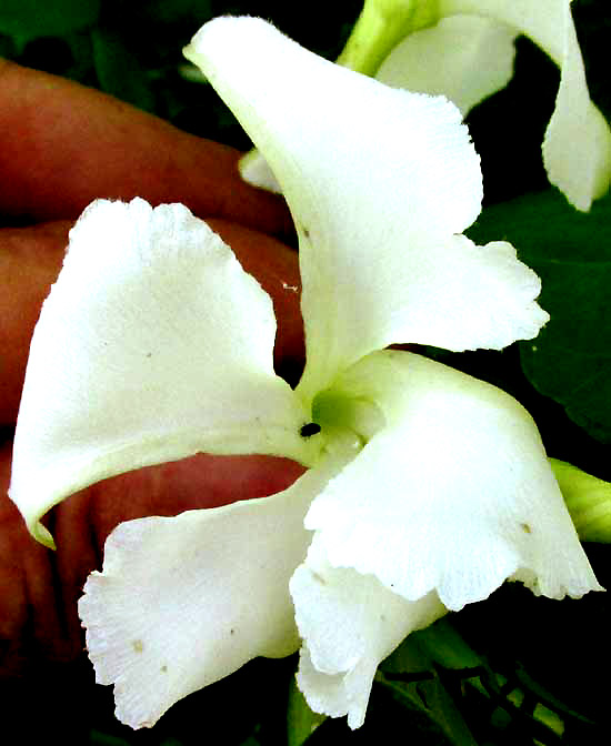 ECHITES YUCATANENSIS, flower from front