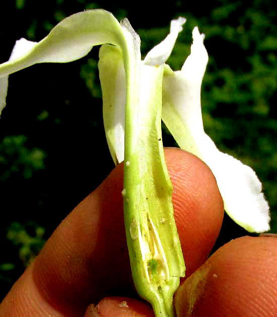 ECHITES YUCATANENSIS, longitudinal flower section