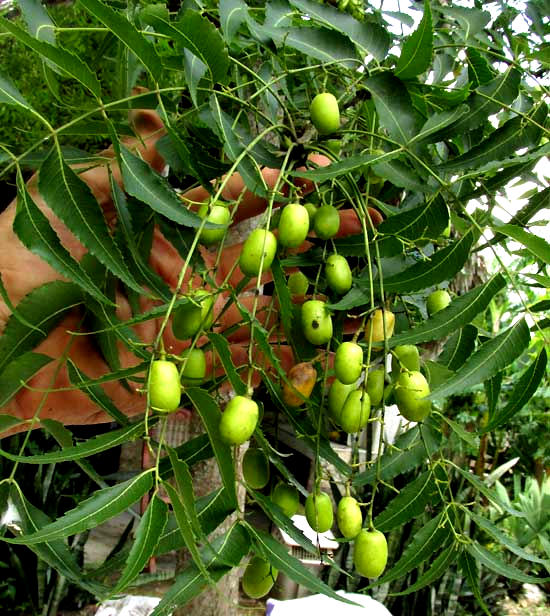 Neem tree, AZADIRACHTA INDICA, fruits and leaves