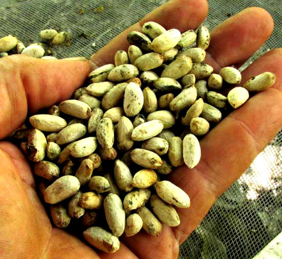 Neem tree, AZADIRACHTA INDICA, dried seeds