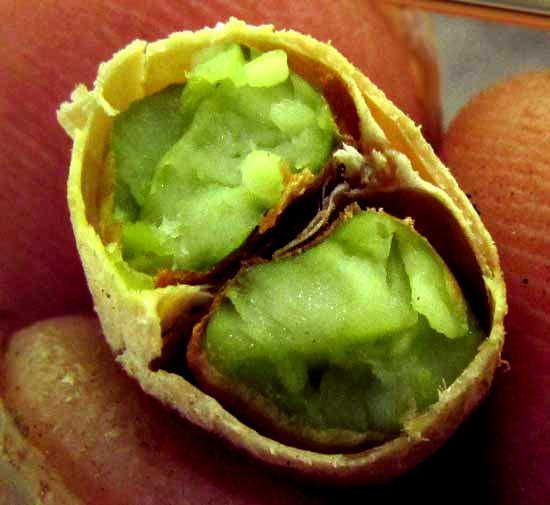 Neem tree, AZADIRACHTA INDICA, cross section of seed