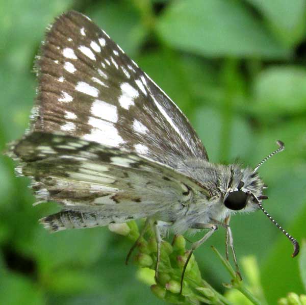 Central American Checkered-Skipper, PYRGUS ADEPTA, side view