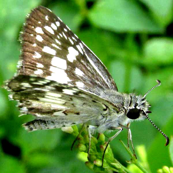 Central American Checkered-Skipper, PYRGUS ADEPTA, side view