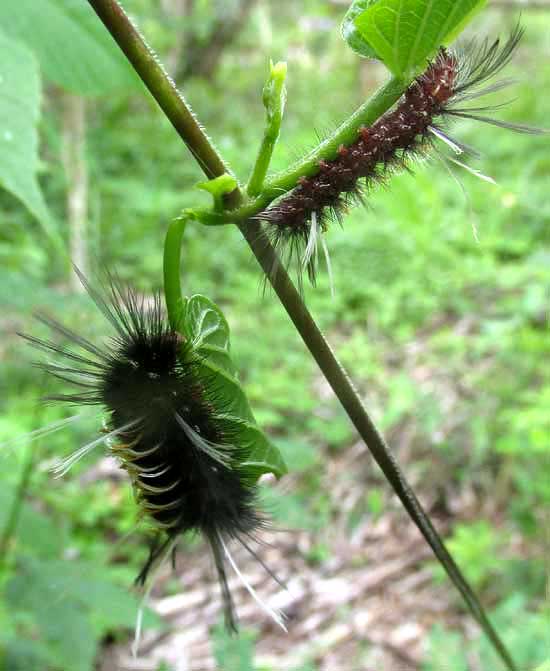 Tiger Moth Caterpillar, Euchaetes antica, feeding