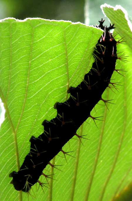 aff. COLOBURA DIRCE caterpillar on Cecropia leaf