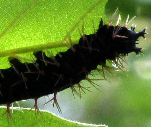 aff. COLOBURA DIRCE caterpillar on Cecropia leaf