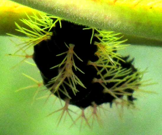 aff. COLOBURA DIRCE caterpillar, rear end, on Cecropia leaf