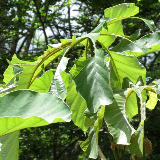 Cecropia leaves damaged by aff. COLOBURA DIRCE caterpillars