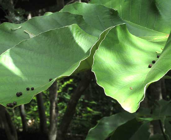Feces of aff. COLOBURA DIRCE caterpillars on Cecropia leaves