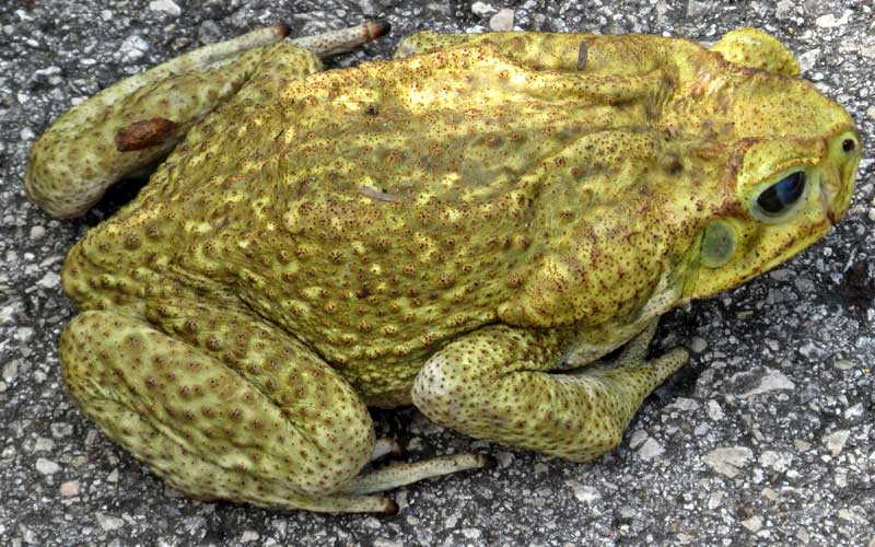 Giant Toad, BUFO MARINUS, or Rhinella marina