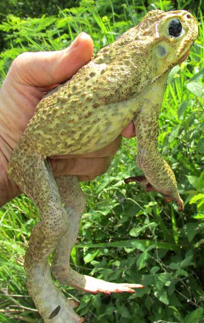 Giant Toad, BUFO MARINUS, or Rhinella marina, held in hand