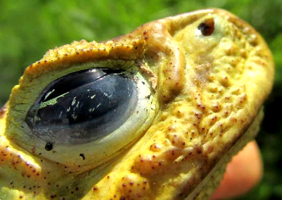 Giant Toad, BUFO MARINUS, or Rhinella marina, nictitating membrane