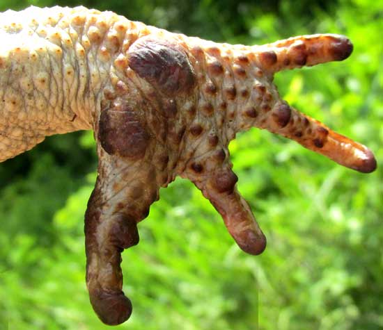 Giant Toad, BUFO MARINUS, or Rhinella marina, front foot from below