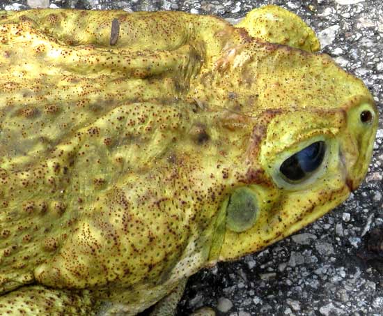 Giant Toad, BUFO MARINUS, or Rhinella marina, parotoid gland