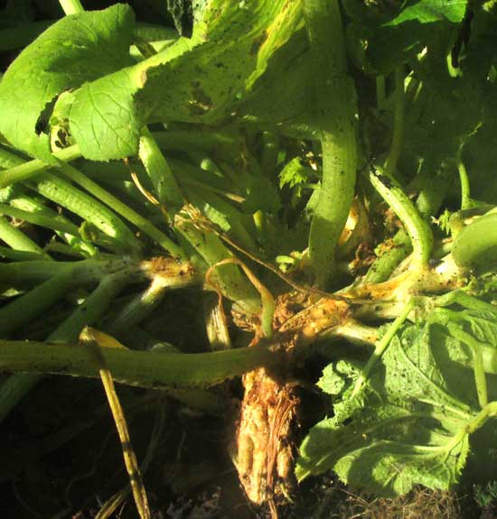 squash plant damaged by Squash Vine Borers