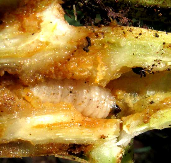 larva of Squash Vine Borer, MELITTA CURCURBITAE, inside Zucchini Squash stem