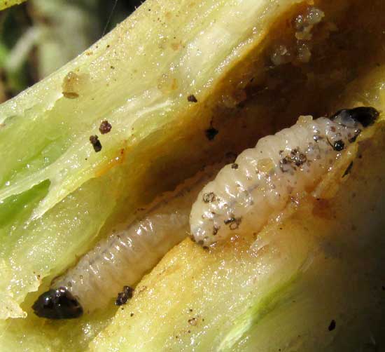 early instar larvae of Squash Vine Borer, MELITTA CURCURBITAE, inside Zucchini Squash stem