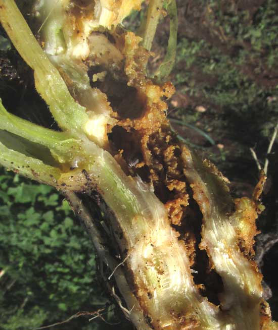 squash plant stem damaged by Squash Vine Borers