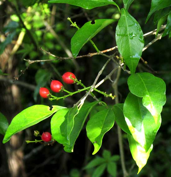 BUNCHOSIA GLANDULOSA, leaves and fruit