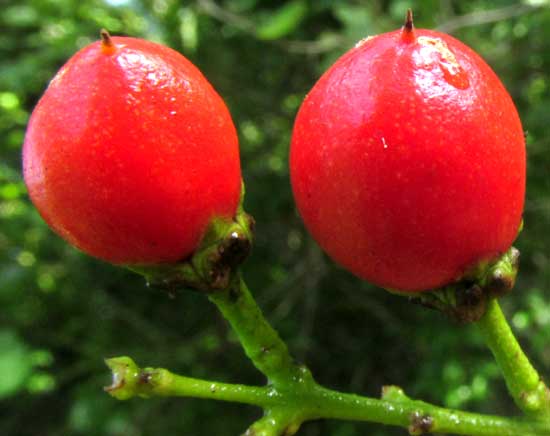 BUNCHOSIA GLANDULOSA, fruit